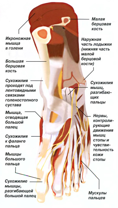 Стопа - медичні науки