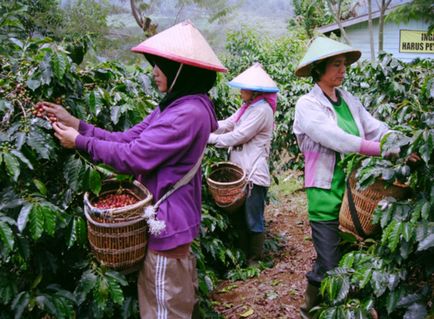 Țări - lideri mondiali în creșterea cafelei, vivareit