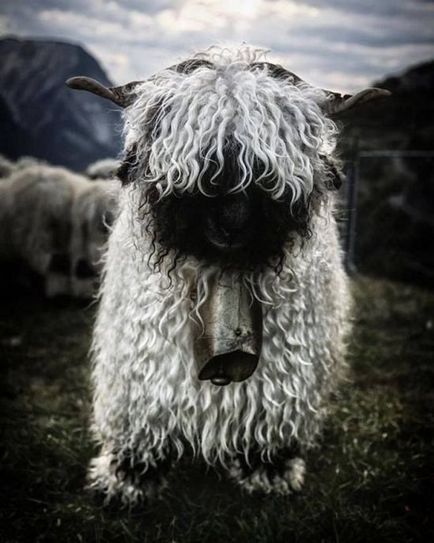 Furcsa fekete-fehér juh (12 fotó) (rock) Furcsa fekete-fehér juh (12 fotó)