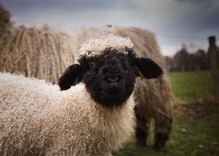Дивні чорно-білі вівці (12 фото)