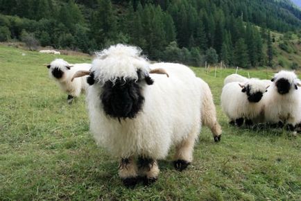 Дивні чорно-білі вівці (12 фото)