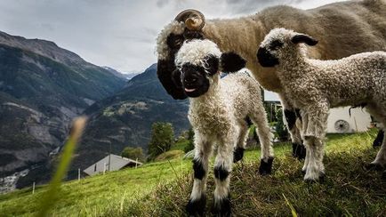 Дивні чорно-білі вівці (12 фото)