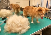 Dog Grooming в Царичино