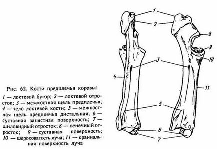 Structura scheletului celei de a doua legături a membrelor