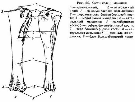 Structura scheletului celei de a doua legături a membrelor