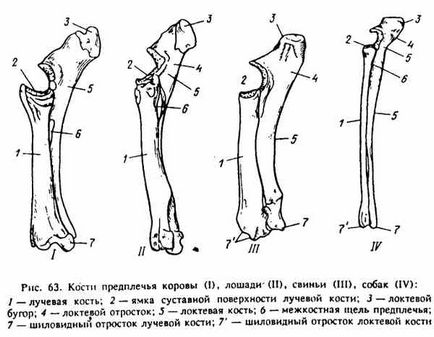 Structura scheletului celei de a doua legături a membrelor