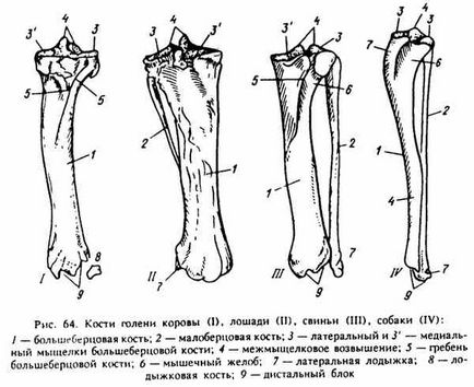 Structura scheletului celei de a doua legături a membrelor