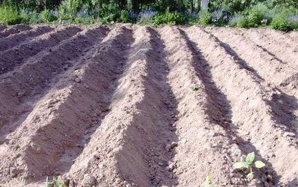 Схеми посадки картоплі під лопату, в траншеї та інші