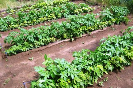 Scheme de plantare a cartofilor pentru lopeți, tranșee și altele