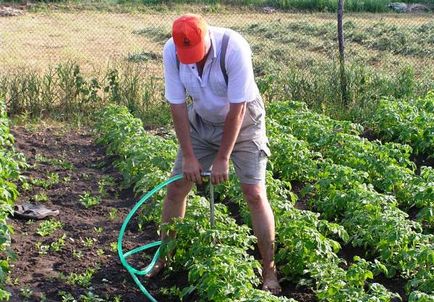 Scheme de plantare a cartofilor pentru lopeți, tranșee și altele