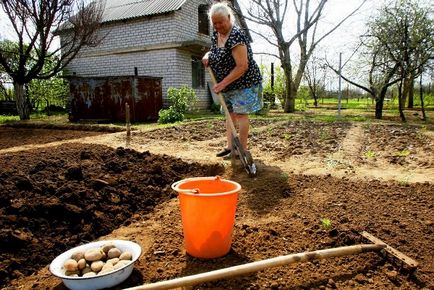 Scheme de plantare a cartofilor pentru lopeți, tranșee și altele