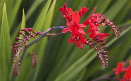 Tehnologia plantării și îngrijirii crescânde montbretia în sol deschis