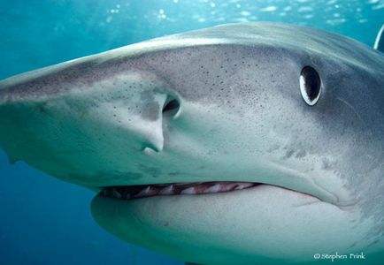 Tiger Shark, uite și călătoriți!