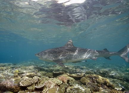 Tiger Shark, uite și călătoriți!