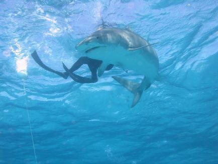 Tiger Shark, uite și călătoriți!