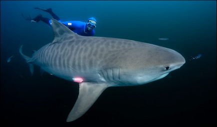 Tiger Shark, uite și călătoriți!