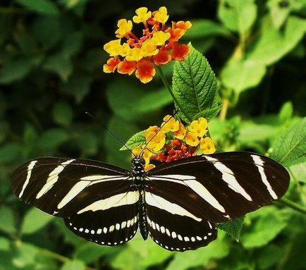 Те що ви не знали про метеликів - екологічний дайджест