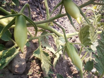 Tomate lumanari de stacojiu - descrierea soiului, cultivarea