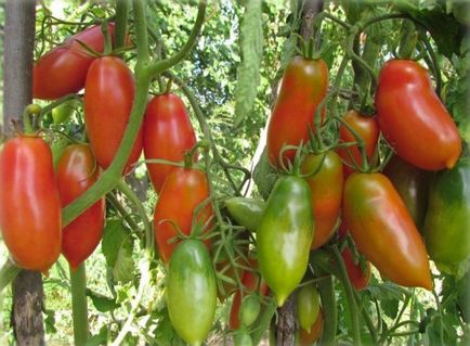 Tomate lumanari de stacojiu - descrierea soiului, cultivarea