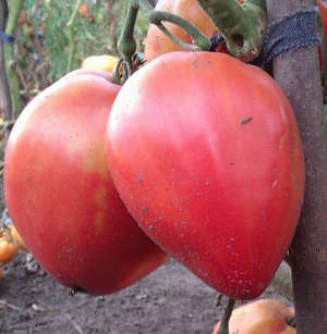 Tomato Batya descrierea varietății și modalităților de cultivare a acesteia