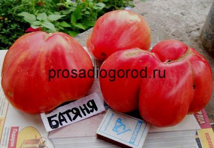 Tomato Batya descrierea soiului și a caracteristicilor tomatei, creșterea, fotografiilor și video