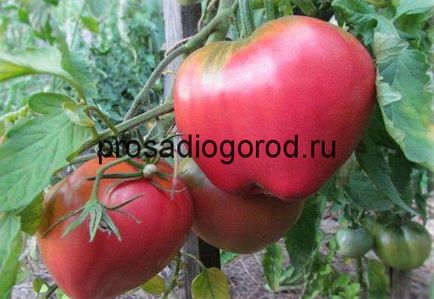 Tomato Batya descrierea soiului și a caracteristicilor tomatei, creșterea, fotografiilor și video