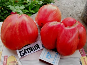 Tomat de lilieci - o descriere a soiului, cultivarea și recenzii