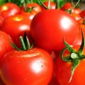 Tomat de lilieci - o descriere a soiului, cultivarea și recenzii