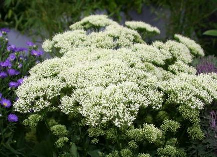 Трахеліум що це за квітка, фото, сорти, вирощування