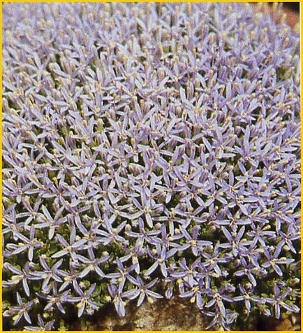 Trachelium ce fel de floare, fotografie, varietate, cultivare