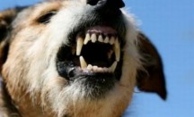 Câine ultrasonic sperie în Chelyabinsk