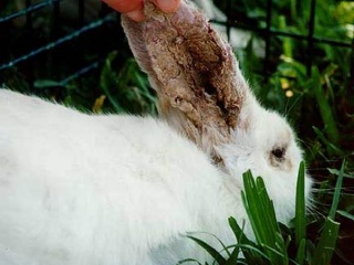 Вушна короста кролів ознаки і лікування - наші кролики