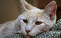 Fülrühösség macskák tünetei, kezelése, következményei