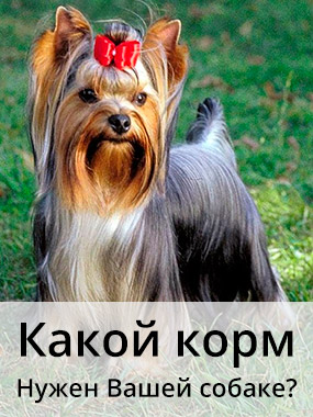 Îngrijirea părului câinilor cu păr lung