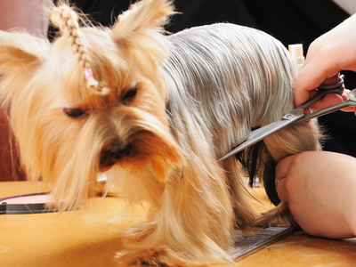 Îngrijirea părului câinelui, beautyinfo
