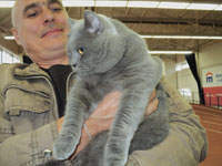 У Ачинськ відбулася виставка кішок