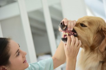 Állatorvosi fogászat fogorvos állatorvosi otthon St. Petersburg, veterinärklinik