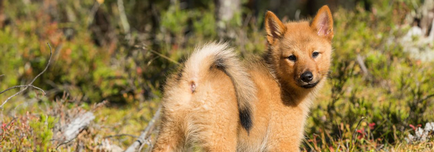 Alegerea unui catelus pentru husky și portalul său de creștere - vânătoare