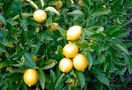 Вирощуємо лимон вдома або на дачній ділянці