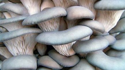 Вирощування грибів в підвалі будинку як бізнес