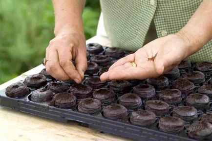 Növekvő szamóca magról vetés ideje, a készítmény a vetőmag ültetés, szubsztrátja palánták,