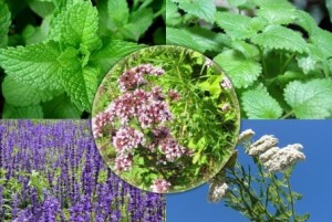 Cultivarea plantelor medicinale - planuri de afaceri și idei