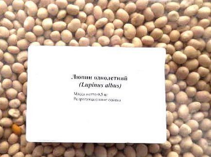 Вирощування люпину однорічного і використання його як сидерат, мої ідеї для дачі та саду