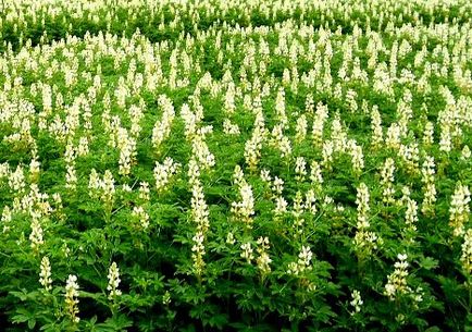 Cresterea unui lupin anual si folosirea lui ca o siderata, ideile mele pentru dans si gradina