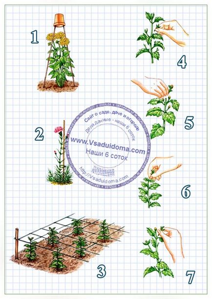 Отглеждане на цветя (за продажба в насипно състояние), със собствените си ръце - как да се възползват максимално