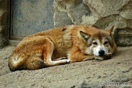 Wolf fajta (új-guineai éneklő kutya) farkas fajtája