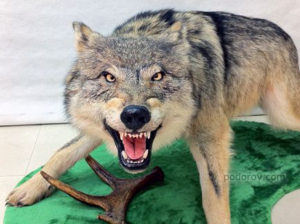 Farkas és szokások (Wolf) Farkas és szokások