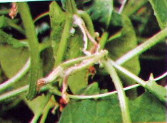 Dăunători și boli ale castraveților - boli și dăunători de plante în grădină și livadă