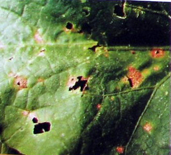 Dăunători și boli ale castraveților - boli și dăunători de plante în grădină și livadă