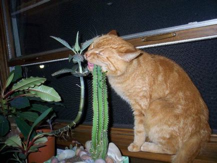 În St. Petersburg, pisica mănâncă cactus pentru pofta de mâncare
